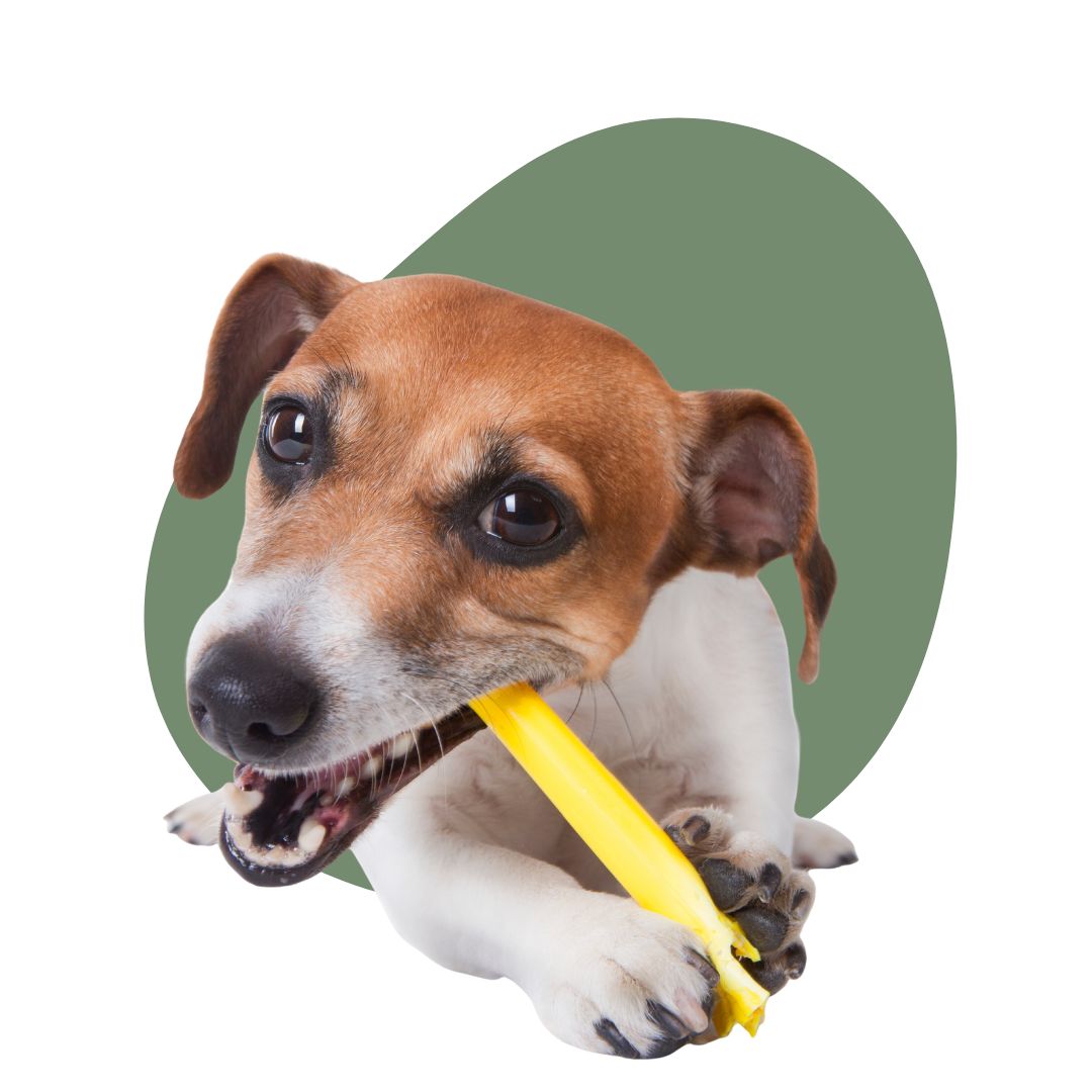 Lynn Roytberh-zertifizierte Tierernährungsberaterin, Tierbetreuerin und Tierpsychologin-mobile Hundezahnreinigung